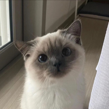 A Siamese cat with striking blue eyes looks directly at the camera from the floor. The image is humorously used as "sus cat" to represent suspicious buying behavior in a post about a Solana token with the contract address "6ovQxNfg4AQENbAfMAt651NvFGnAJLunHAEs2A7Rpump."
