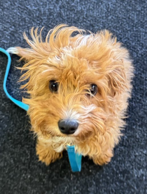 A close-up photo of a small, fluffy golden-haired dog looking up at the camera, wearing a teal harness and leash on a dark pavement.