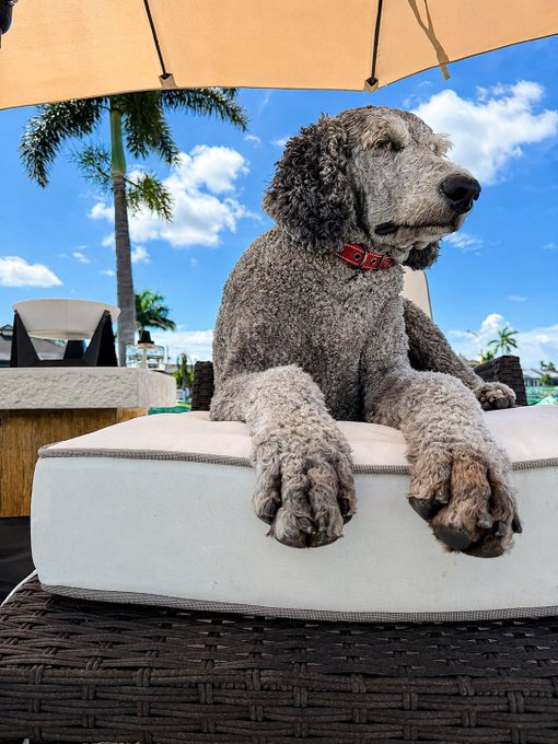 A gray standard poodle named Shadow relaxes on a cushioned poolside lounge chair under an umbrella, enjoying a sunny day with palm trees and blue skies in the background—living up to the caption "Shadow be chillin'."