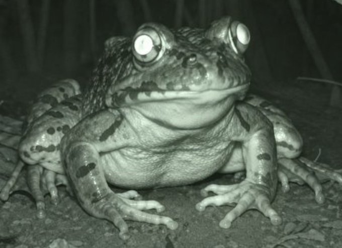 A close-up black-and-white photo of a large frog with wide, reflective eyes sitting on the ground at night. The frog's patient, watchful gaze mirrors the post's message of a crypto project ("$FRONG") steadily enduring the market dip and waiting out the bears.