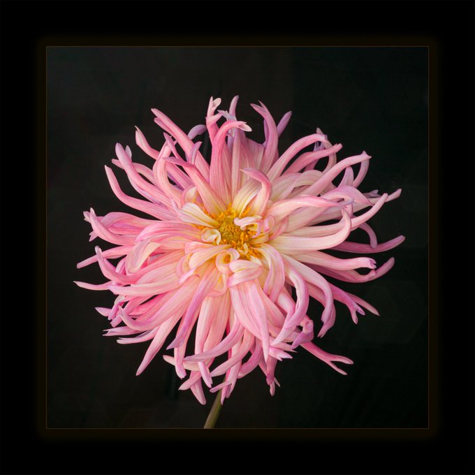 A close-up photograph of a pink spider chrysanthemum flower with curling petals and a yellow center, set against a dark background.