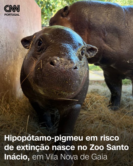A CNN Portugal news graphic showing a pygmy hippopotamus born at Zoo Santo Inácio in Vila Nova de Gaia, with the headline 'Hipopótamo-pigmeu em risco de extinção nasce no Zoo Santo Inácio'.
