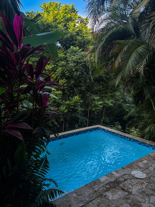 A serene view of a bright blue rectangular swimming pool surrounded by lush tropical foliage, including palm trees and dark red leafy plants, under a blue sky.