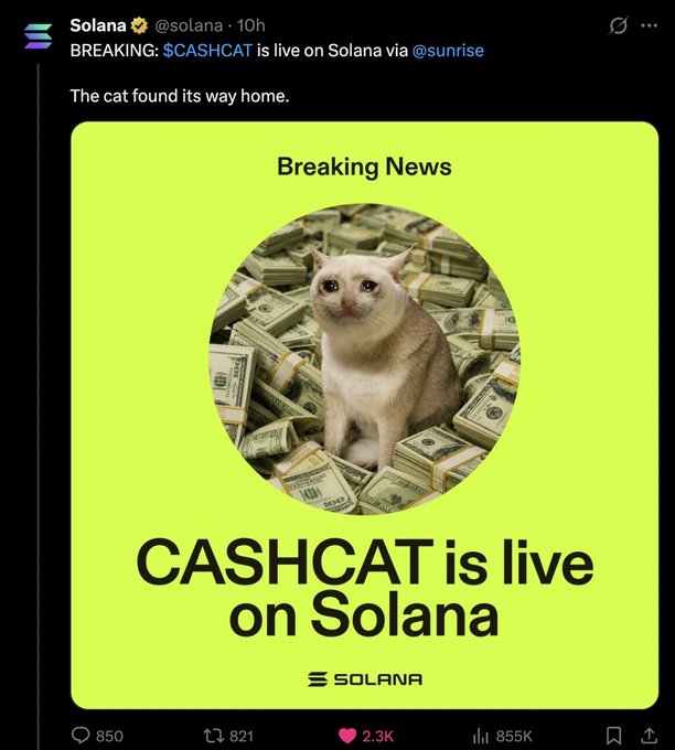 The image is a tweet from the official Solana account (@solana) announcing that "$CASHCAT is live on Solana via @sunrise," featuring a "Breaking News" graphic with a white cat surrounded by stacks of cash and the headline "CASHCAT is live on Solana." The accompanying post references how Solana publicly promoting $CASHCAT signals its growing legitimacy and market presence on the chain.