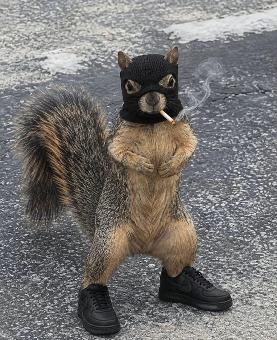 A digitally altered image shows a squirrel standing upright on asphalt, wearing a black knit ski mask, black sneakers, and smoking a cigarette.