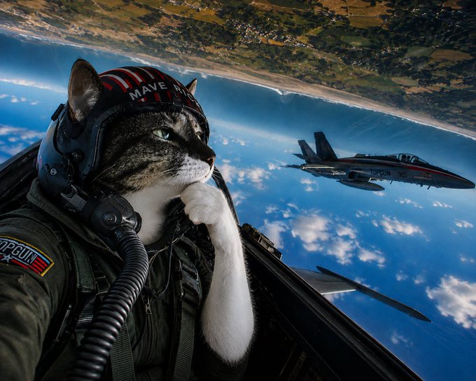 A digital artwork depicts a tabby cat dressed as a Top Gun fighter pilot in a cockpit, with 'TOPGUN' on its helmet, while another jet flies by over a coastline.