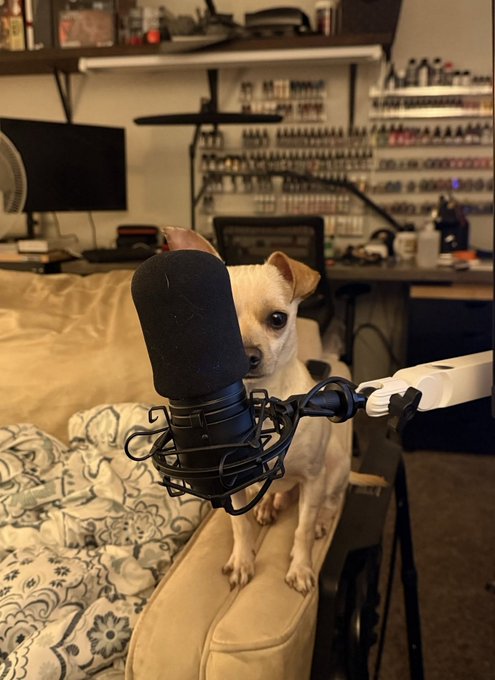 A small white chihuahua sits on a tan couch peeking out from behind a black studio microphone in what appears to be a home recording setup, with shelves of nail polish visible in the background.