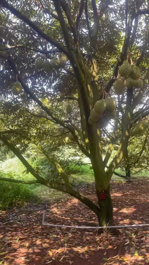 The image features a large tree with many hanging fruits, including green and yellow fruit clusters. The tree has a thick trunk and branches that extend outwards from its center. The scene takes place outdoors, possibly at a farm or garden setting. A red tag is visible on one of the branches near the top right corner of the image.