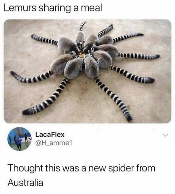 A tweet from LacaFlex (@H_amme1) showing a group of lemurs arranged in a circle sharing a meal, with the caption "Thought this was a new spider from Australia."