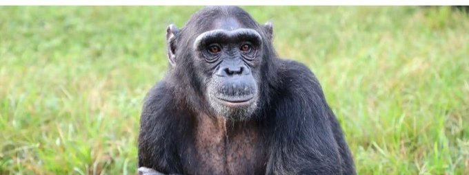 A close-up photograph of a chimpanzee with a contemplative expression, sitting on a grassy field.