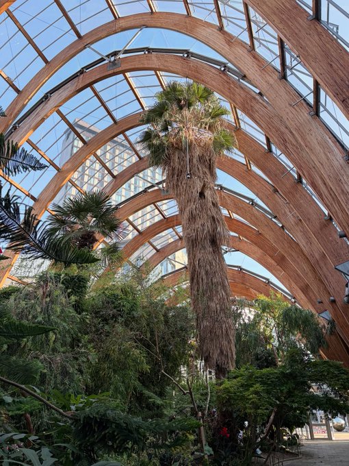 A tall palm tree with a long, shaggy trunk stands inside a large greenhouse or atrium, surrounded by lush tropical plants under an expansive arched glass and wood ceiling.