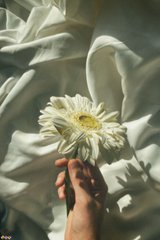 A hand holds a single white gerbera daisy against a backdrop of draped, silky fabric in muted tones, created by Vhee.