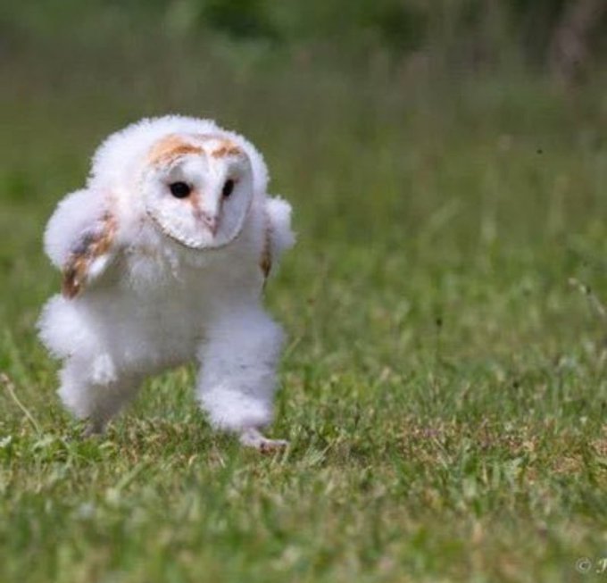 A fluffy baby barn owl mid-stride across a grassy field, appearing comically determined as it toddles forward. The energetic, marching posture of the wide-eyed owlet mirrors the rhythmic "heave-ho" spirit and forward-momentum gratitude in the caption.