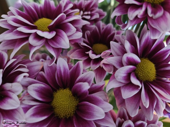 A cluster of striking purple and white daisies with bright yellow centers fills the frame, showcasing the vibrant natural beauty celebrated in the post. The image is credited to "Bonnie Brooks" in the bottom-left corner, aligning with the accompanying reference to "brooksgaller" and the shared appreciation for flowers' symbolism.