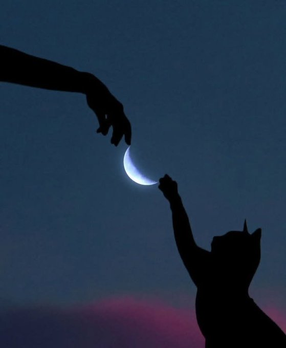 A silhouette of a cat reaching up toward a glowing crescent moon held by a hand against a twilight sky.