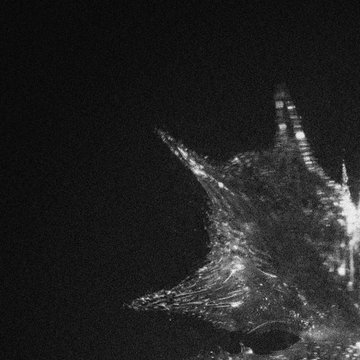 A dark, grainy black and white image showing what appears to be an abstract or close-up view of a fish's tail fin glinting with light against a black background.