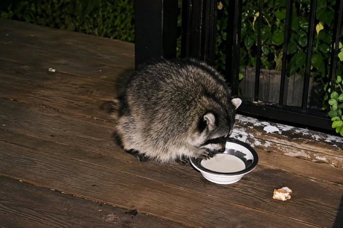 A raccoon eating from a white bowl on a wooden deck at night, with a piece of bread sitting nearby.