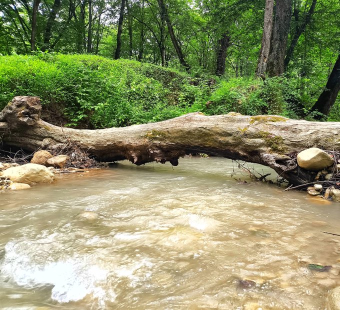 A large fallen tree trunk bridges over a muddy stream in a lush green forest.