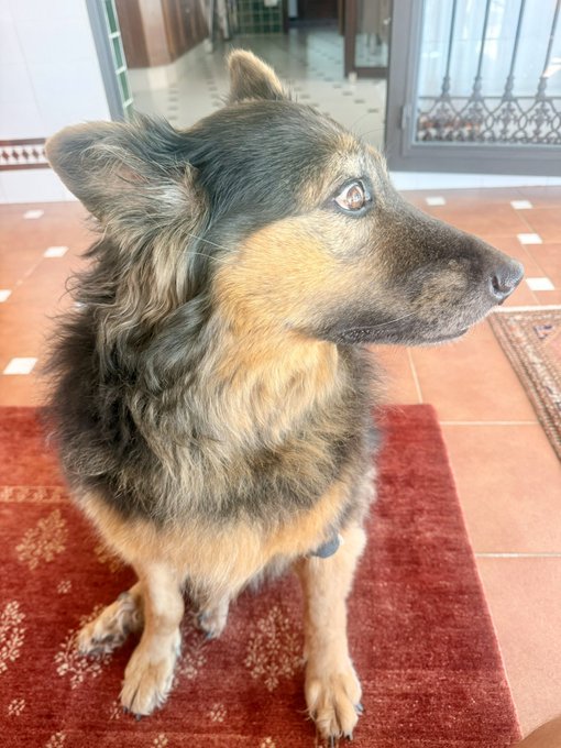 A small dog with black and tan fur sits alertly on a red patterned rug, gazing intently off to the side with a watchful, side-eye expression. The dog's suspicious, judgmental stare perfectly captures the "my face when" reaction to seeing others ape into a token the owner already holds.