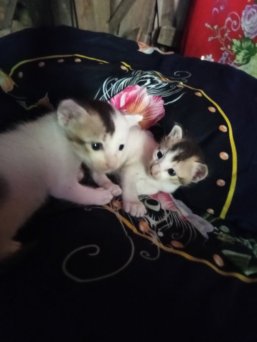 The image features two adorable kittens lying down together on a bed, which has a black and white floral patterned comforter. The cats are positioned close to each other, creating an endearing scene of companionship between them. In the background, there is a red pillow that adds a pop of color to the scene. The image also contains text elements related to cryptocurrency, such as "The security and simplicity of tangem" and "Excited to see this collaboration with @TangemExchange".