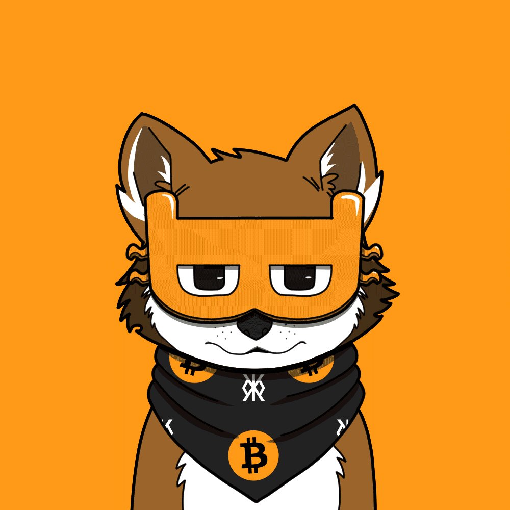 The image features a cartoon cat wearing an orange bandana with " Billy glases on $LOBO PFPs look awesome" written below it, which appears to be a humorous caption related to the cat's attire. The cat has brown fur and is wearing a black bandana around its neck.