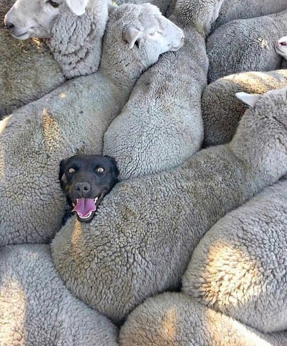 A humorous photo of a black dog with its mouth open, appearing to be completely surrounded and buried by a large flock of sheep.