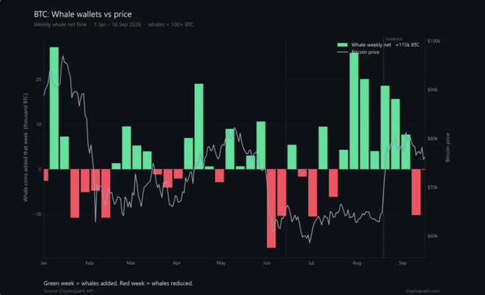 The image is a bar chart titled "BTC: Whale wallets vs price" tracking weekly whale wallet net flows (wallets ≥100 BTC) against Bitcoin's price from January 1 to September 16, 2026, showing cumulative flows of +115k BTC. Green bars represent whales adding and red bars represent whales reducing, with notable red weeks appearing after Bitcoin reached the $80k threshold, illustrating the shift in whale behavior during price rallies.