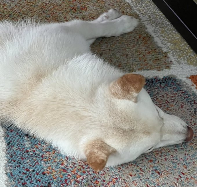 A small white and tan puppy sleeping peacefully on its back on a patterned rug.