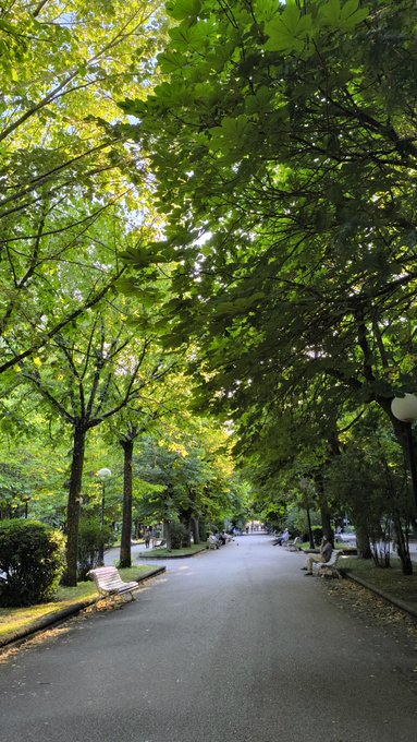 A serene tree-lined pathway in a peaceful park, with benches along the walkway and sunlight filtering through the lush green canopy above. It perfectly captures the calm, refreshing energy of a happy Wednesday.