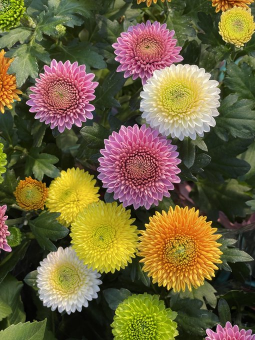 A vibrant cluster of colorful chrysanthemum flowers in shades of pink, yellow, orange, white, and green fills the frame with lush foliage.