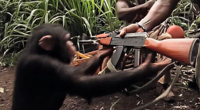 A young chimpanzee reaching for an AK-47 rifle being held by a person, set in a jungle environment, appearing to be a scene from the movie '2001: A Space Odyssey'.
