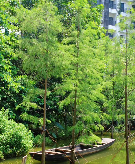 A wooden boat tied up among lush green trees growing in shallow water with an urban backdrop.