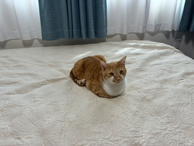 An orange and white cat lies on a white patterned bedspread in front of blue and white curtains.