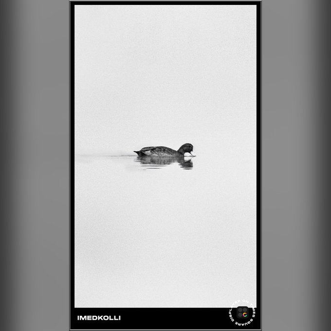 A minimalist black-and-white framed photograph of a duck swimming on calm water, watermarked 'IMEDKOLLI' and 'SHOT ON GOOGLE PIXEL'.
