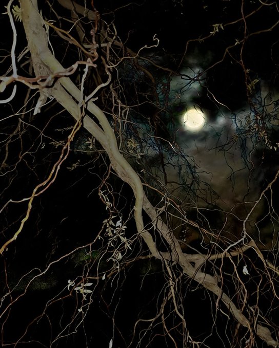 A nighttime artistic photograph showing bare tree branches and vines silhouetted against a dark sky with a glowing moon visible through the tangled foliage.
