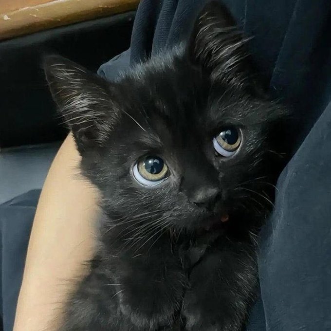 A close-up photo of a small black kitten with bright yellow-green eyes being held in someone's lap.