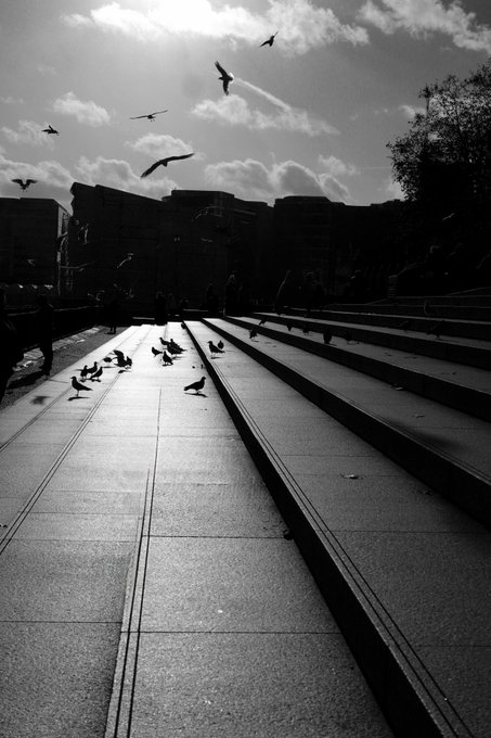 A black and white photograph of birds, both flying in the air and gathered on a wide stone staircase, with silhouettes of buildings in the background.