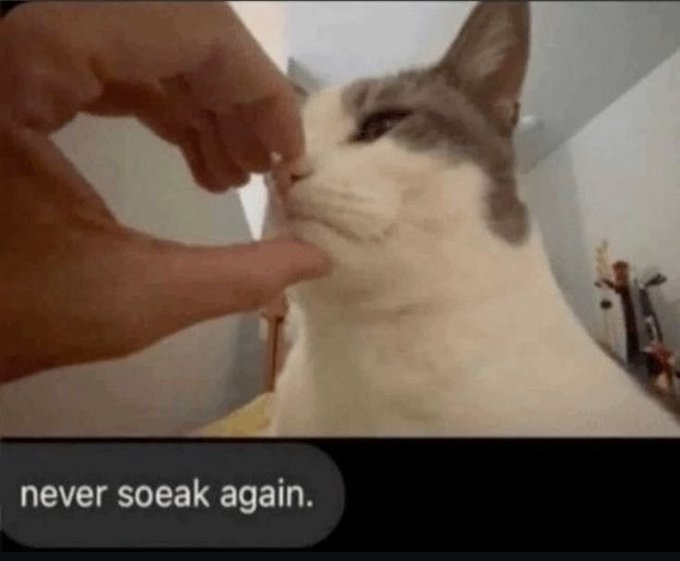 A humorous meme image of a white and gray cat with a person's hand pinching its mouth shut, captioned 'never soeak again.' (a play on 'never speak again').