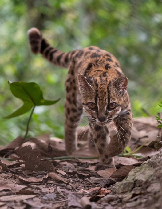 A small spotted wildcat with golden eyes and a striped tail prowls forward through a bed of fallen leaves, its gaze locked intently on the camera as it stalks across the forest floor.

The image showcases the elusive Tilcayo Tiger Cat in its natural habitat among the leaf-littered undergrowth of Bolivia's Yungas forest, providing a striking visual match to the caption's claim about Rainbet CEO John's reported $5 million offer to adopt this newly discovered species.