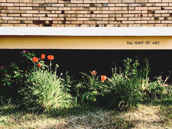 Red poppy flowers and green foliage grow in front of a brick wall, with graffiti reading 'YOU MAKE ME WET' on a beige ledge.
