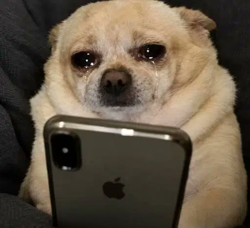 A small tan dog appears to be crying while looking over the back of an iPhone, with light reflecting in its teary eyes.