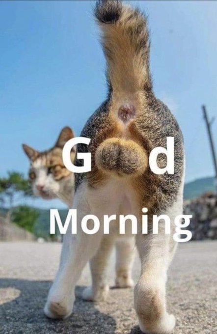 The image features a cat walking down a street, with text that reads "Good Morning X Family" written above the cat's head. The text also includes an explanation about the rewards available for trading or purchasing cards from the leaderboard.