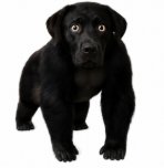 A small black Labrador puppy standing and looking directly at the camera against a white background.