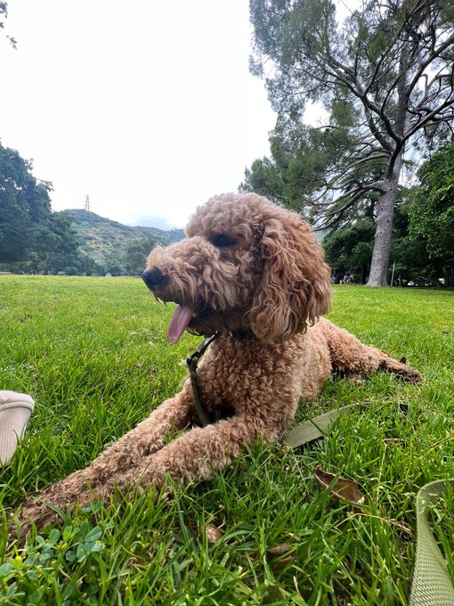 A fluffy brown poodle lies relaxed on green grass in a sunny park, tongue out, ready to enjoy the day. The pup's cheerful, laid-back pose perfectly matches the upbeat "GM — Welcome to the day" greeting.