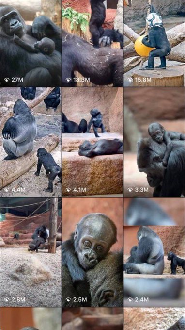 A grid of viral social media videos featuring gorillas with various view counts, including 27M, 16.3M, 15.8M, and others, showing gorillas in different poses and a baby gorilla.
