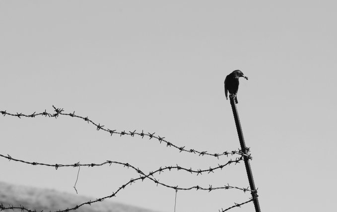 A black and white photograph showing a solitary bird perched atop a tall post above strands of barbed wire against a pale sky.