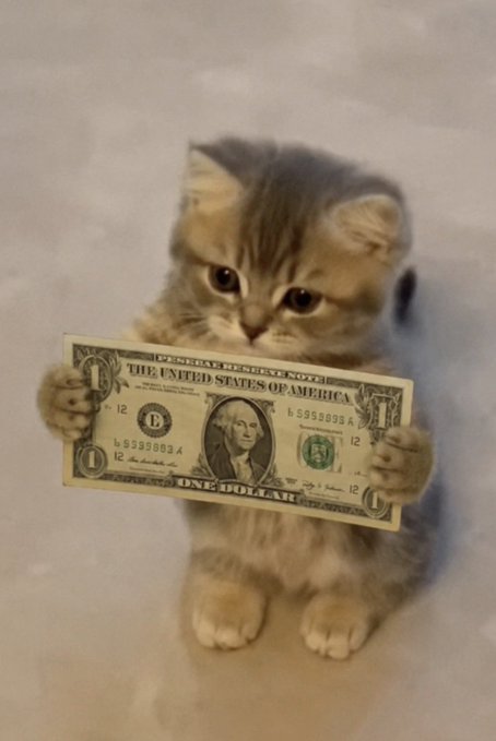 An adorable tabby kitten holds up a US one-dollar bill, looking expectantly at the camera as if requesting payment. The image playfully illustrates the post's request for Solana, contrasting the cute, innocent demand for a single dollar with the crypto-themed message.