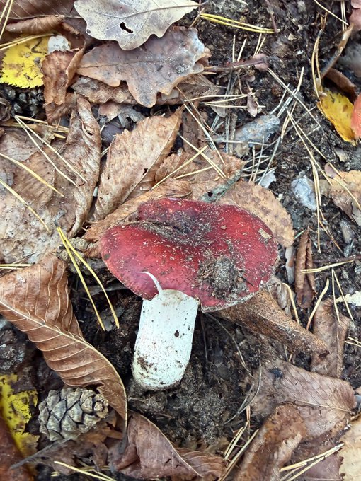 A red-capped mushroom with a white stem grows among fallen leaves and pine needles on the forest floor.