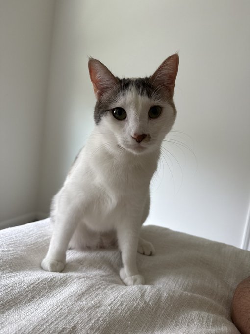 A white and tabby cat with wide, alert eyes sits on a beige cushion, staring intently at the camera—its serious, almost suspicious expression perfectly capturing the "they shilled NFTs" sentiment, as if silently judging the crypto chaos.