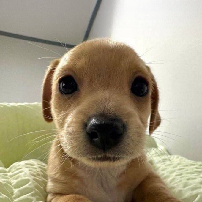 A cute brown puppy with black eyes and nose, laying down on a green blanket or quilt.